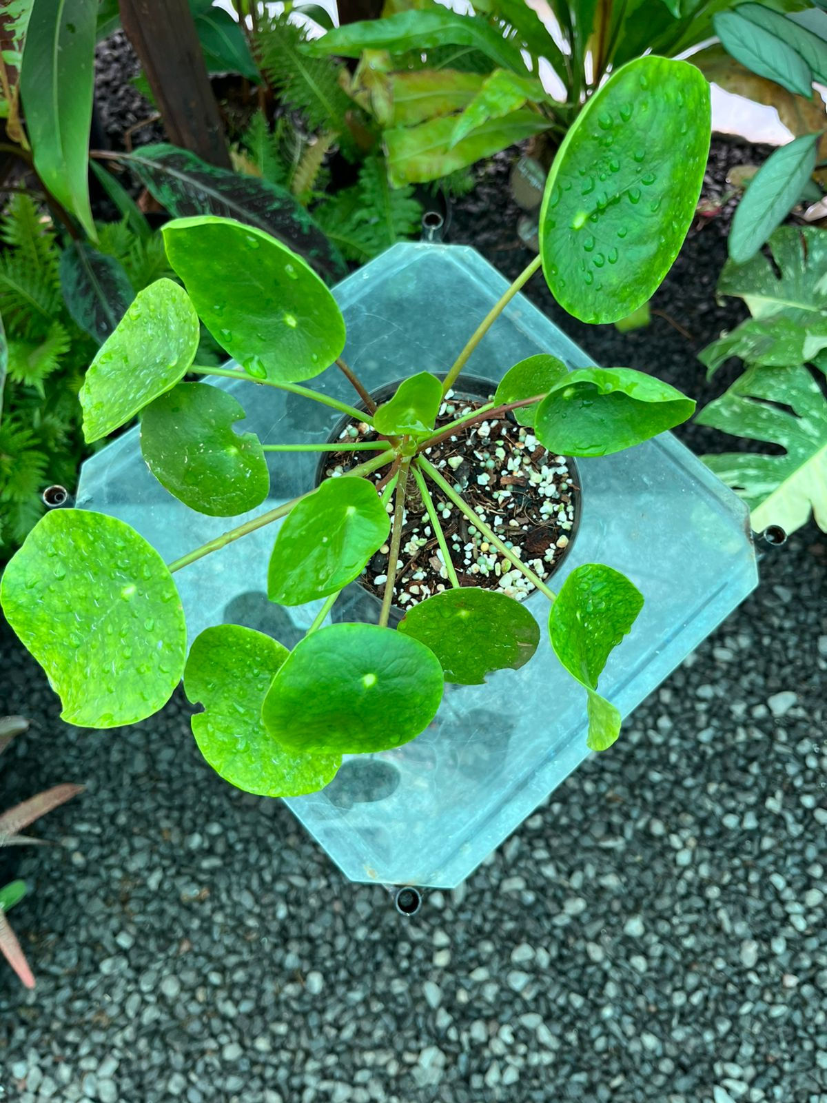 Chinese Money Plant Pilea Peperomioides