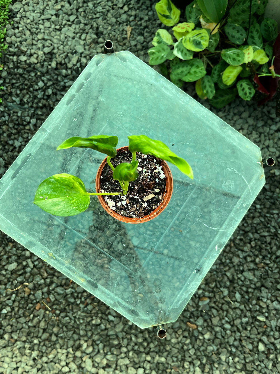 Thumbnail: Epipremnum Aureum Shangri La