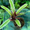 Thumbnail: Neoregelia Bromeliad Mini 7cm