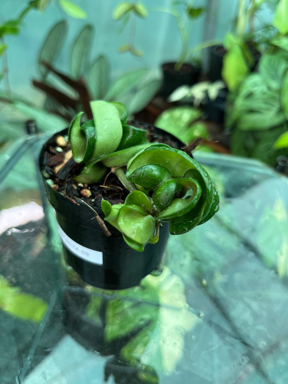 Thumbnail: Hoya Compacta 9cm