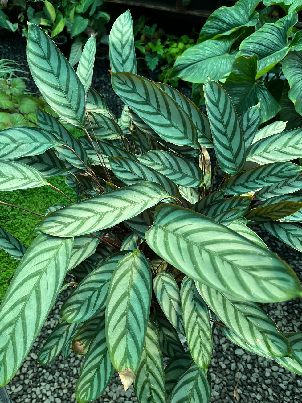 Thumbnail: Ctenanthe Oppenheimiana