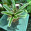 Thumbnail: Neoregelia Bromeliad Wire Basket