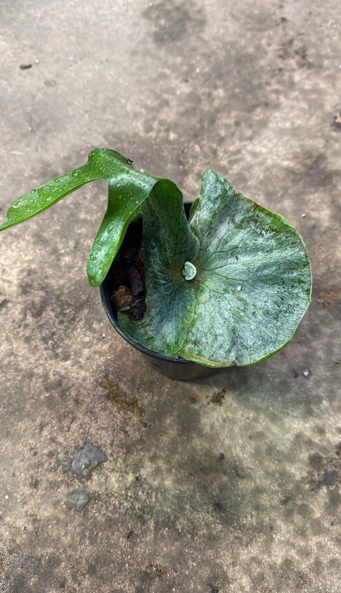 Platycerium Superbum Superbum Staghorn Fern 12cm