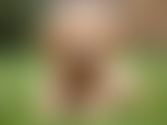 Goldendoodle Puppy Basics: Everything You Need to Know About Goldendoodle Puppies