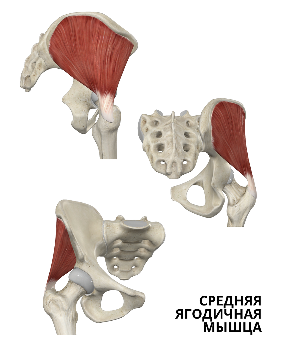 Растяжка средней ягодичной мышцы.