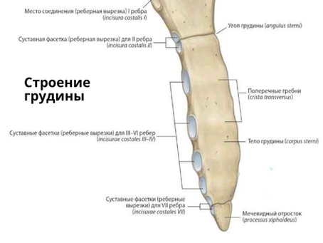 Вариации грудины. 