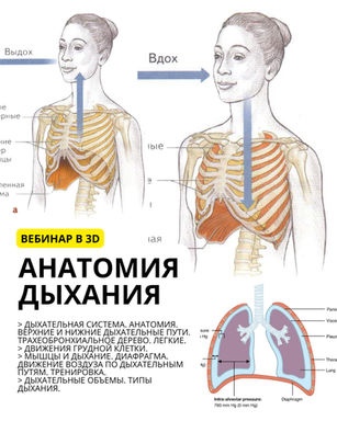 Вебинар АНАТОМИЯ ДЫХАНИЯ. 