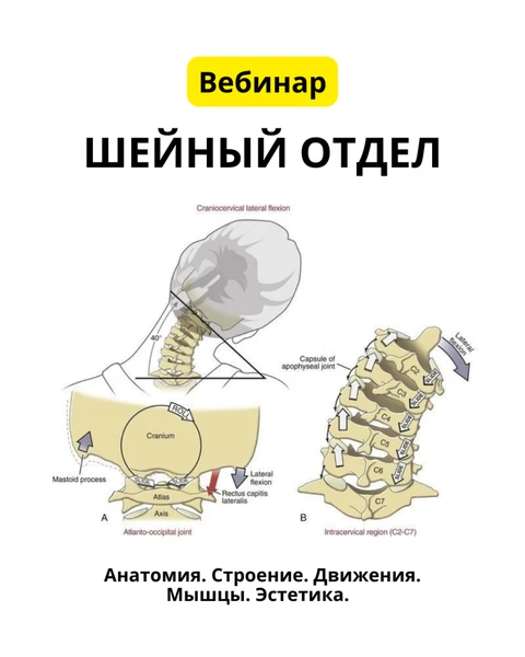 Шейный отдел