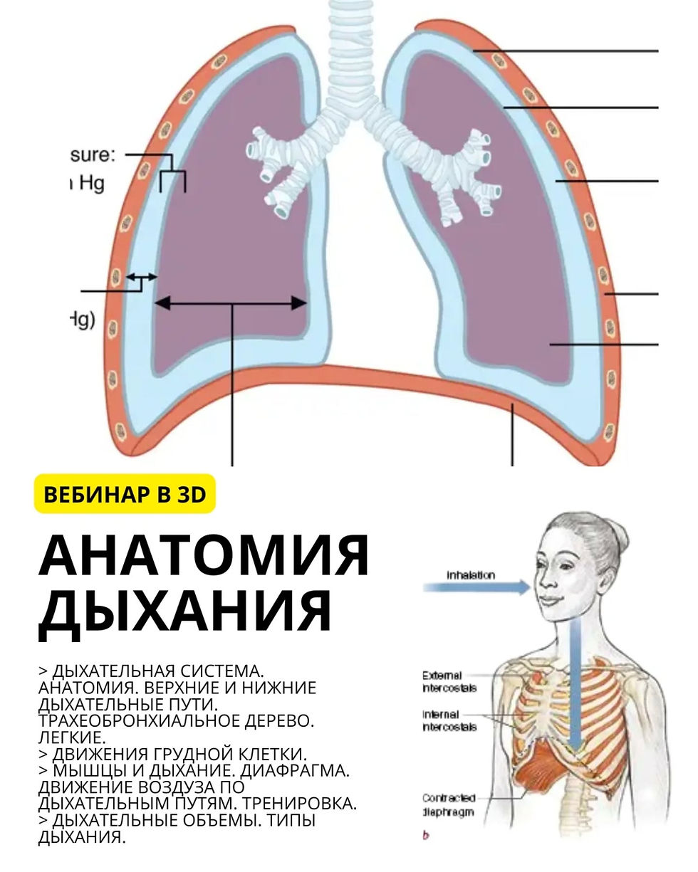 Анатомия Дыхания.