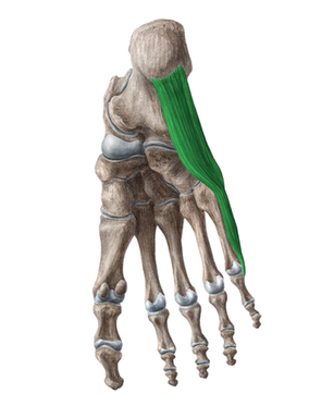 Відвідний м'яз мізинця