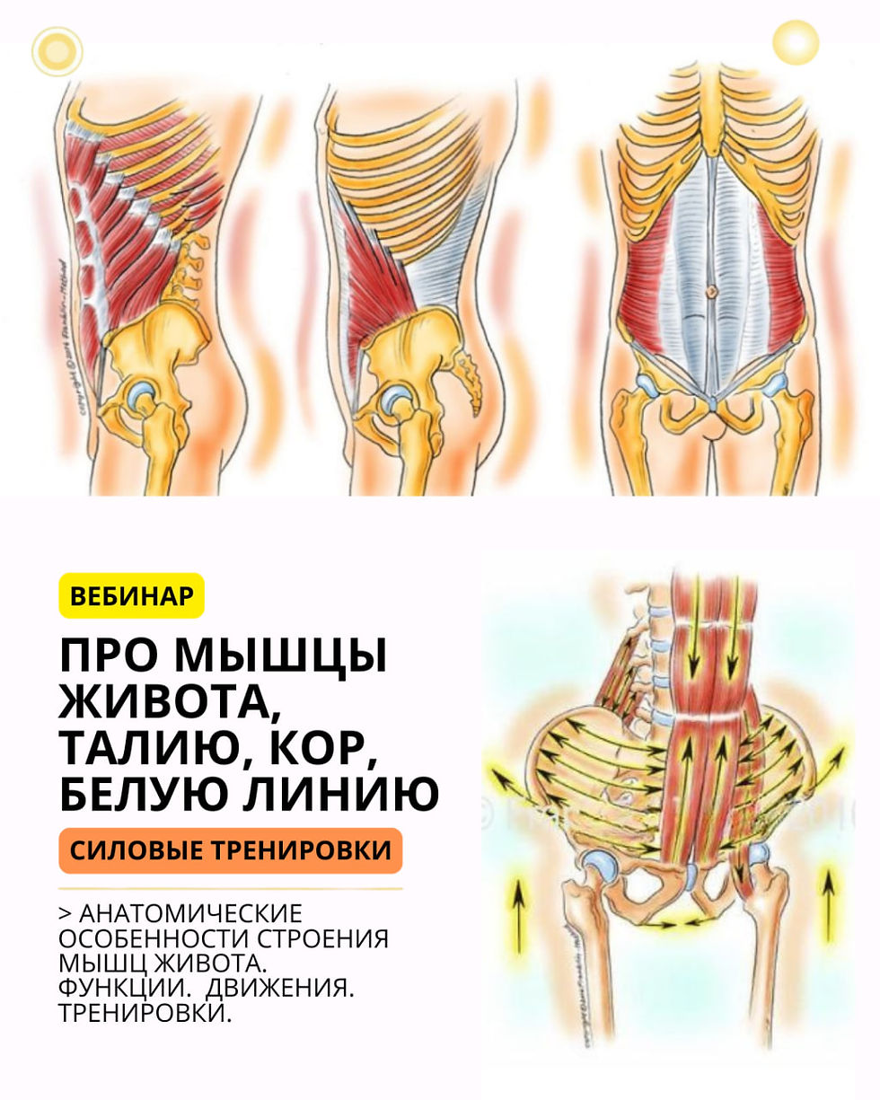 МЫШЦЫ ЖИВОТА, ТАЛИЯ, КОР, БЕЛАЯ ЛИНИЯ ЖИВОТА