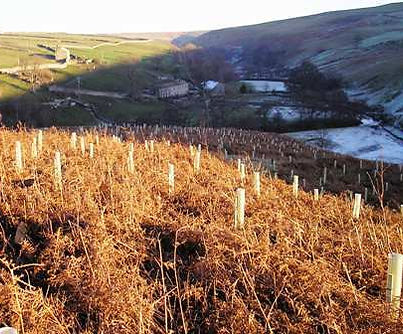 tree planting.JPG