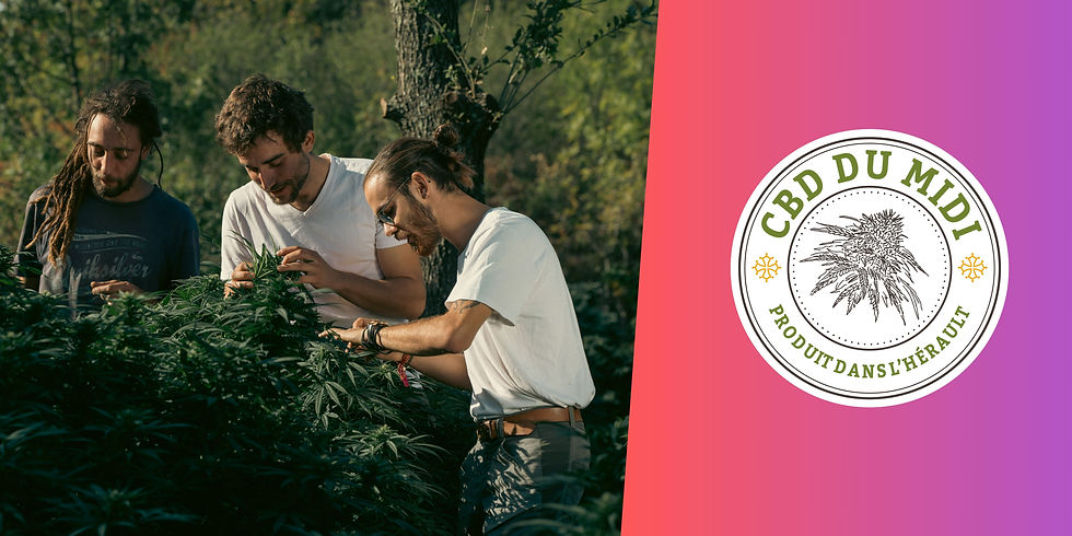 Cannabiculteur CBD du Midi