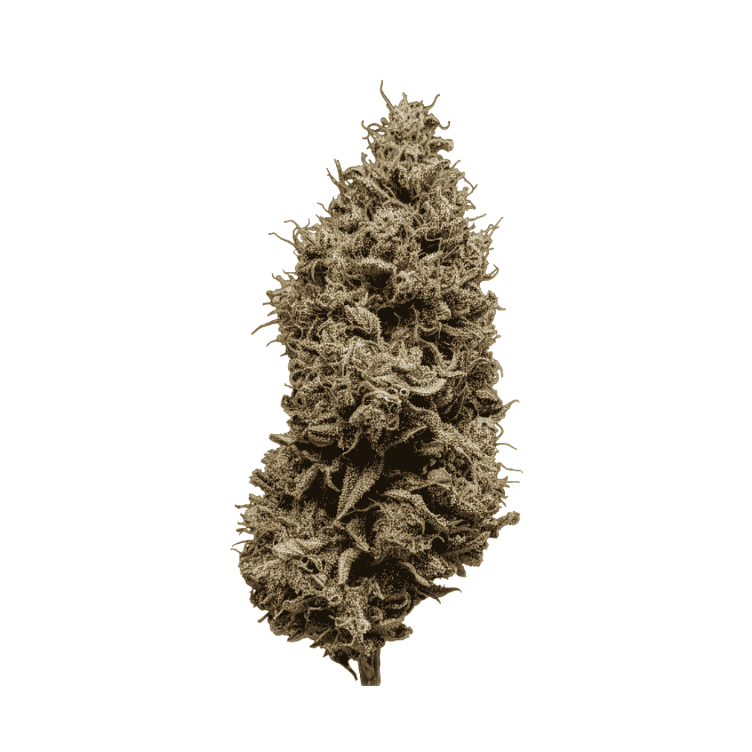Fleur CBD - Angel Cake