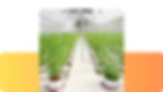 Flower CBD Greenhouse