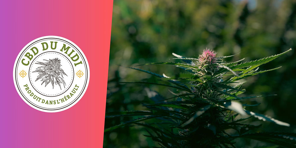 fleur de CBD outdoor