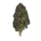 fleur cbd hollyweed puple snow