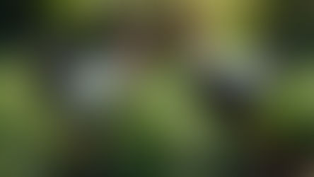 Le CBD, une solution naturelle pour réduire les prises de bec... Entre les poules de Gournay à Mesnil-Verclives