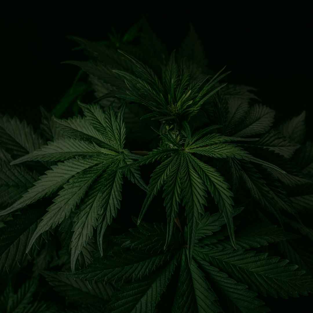 Pre Rolls CBD Fish'n Chanvre