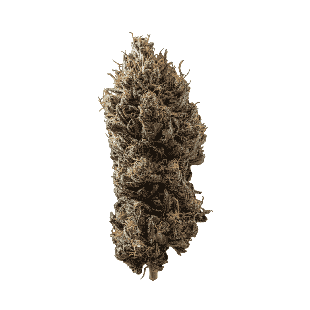 Fleur CBD Angel Cake - Indoor - France