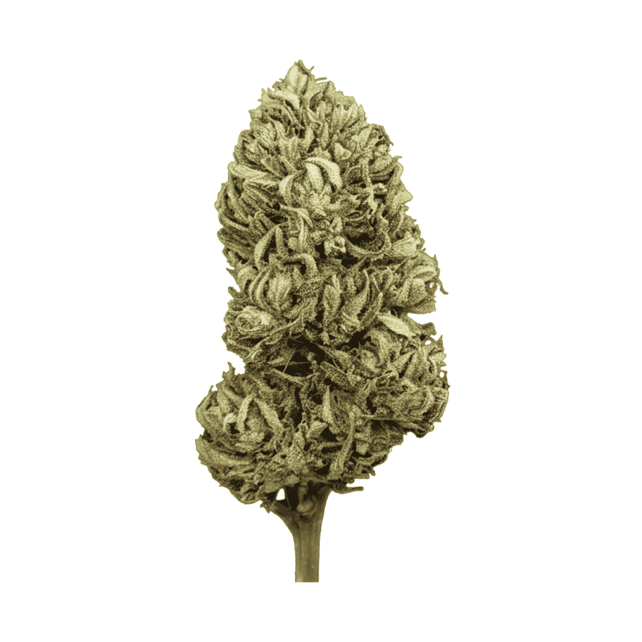 Fleur CBD - CBG Fruit