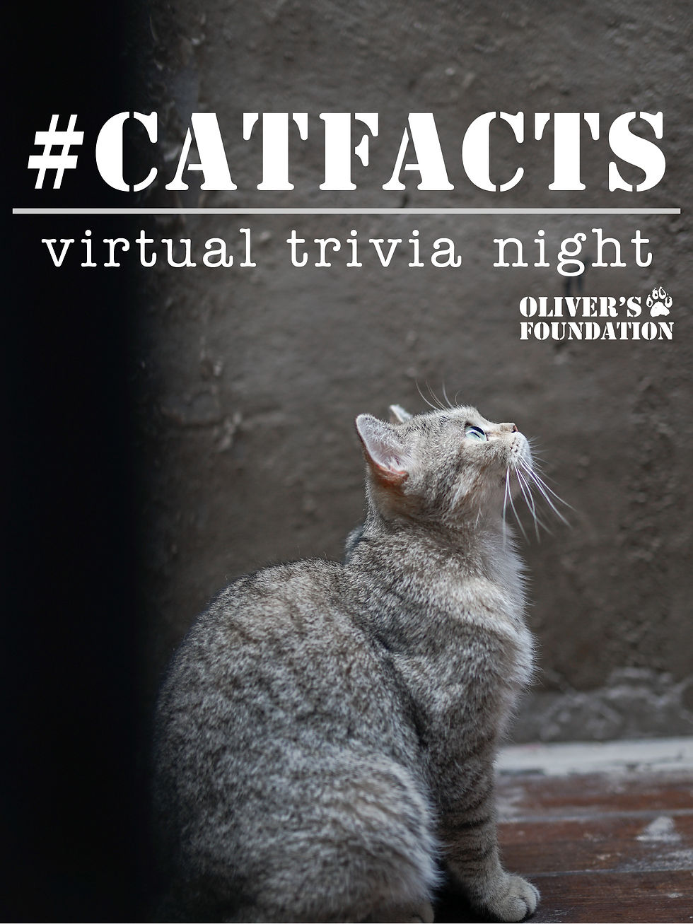#CatFacts Trivia Night!