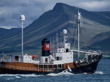 Iceland whaling,