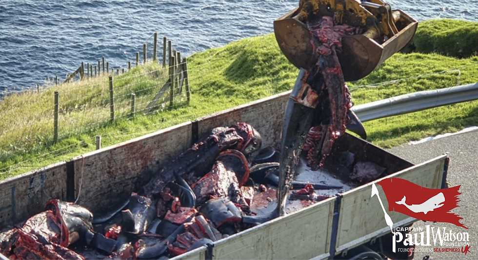 Our crew capture images of what really happens to the dead pilot whales and dolphins after a grind.