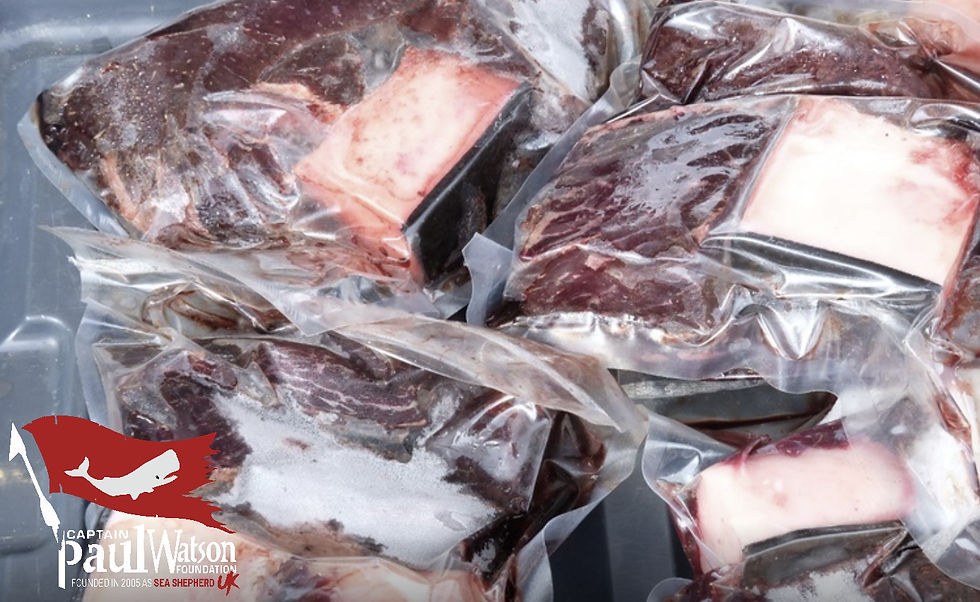 Pilot whale and white-sided dolphin meat is easily found in Faroese markets for sale.
