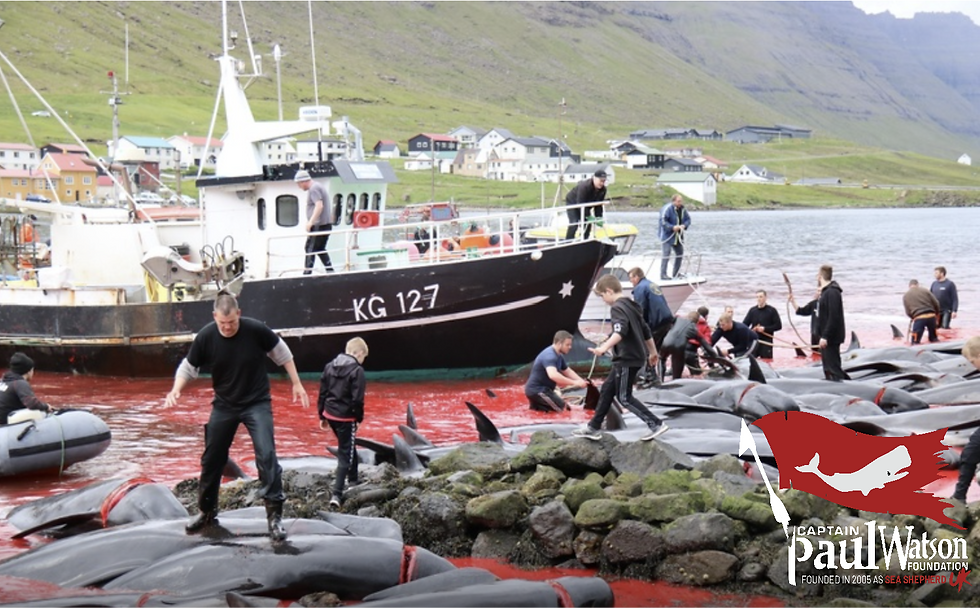 Photo submitted to the Paul Watson Foundation UK from a bystander in Hvannasund at the sixth pilot whale slaughter of the year.