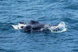 WhatsApp Image 2023-09-23 at 15.49.10.jpg