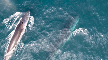 Hvalur hf will not be sending vessels to hunt fin whales