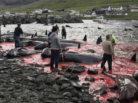 Faroese Parliament Removes the Grindadráp from Animal Welfare Protection