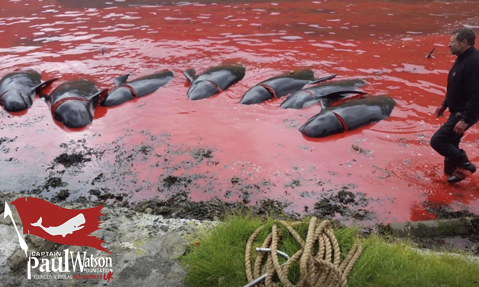 Wednesday's grind resulted in the slaughter of 70 pilot whales on the beach at Hvannasund. Photo submitted to Sea Shepherd Global