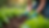 Close-up view of a gardener applying organic fertilizer to a vegetable garden