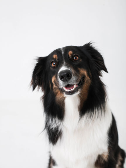 Dog portrait on white backdrop at Greenwich studio
