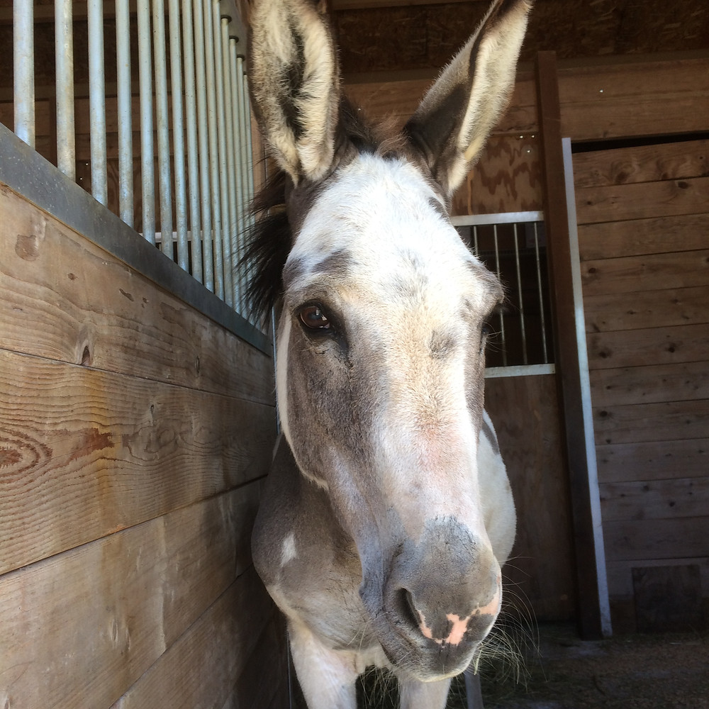 happy donkey