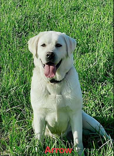 Arrow the Labrador sits with her tongue out