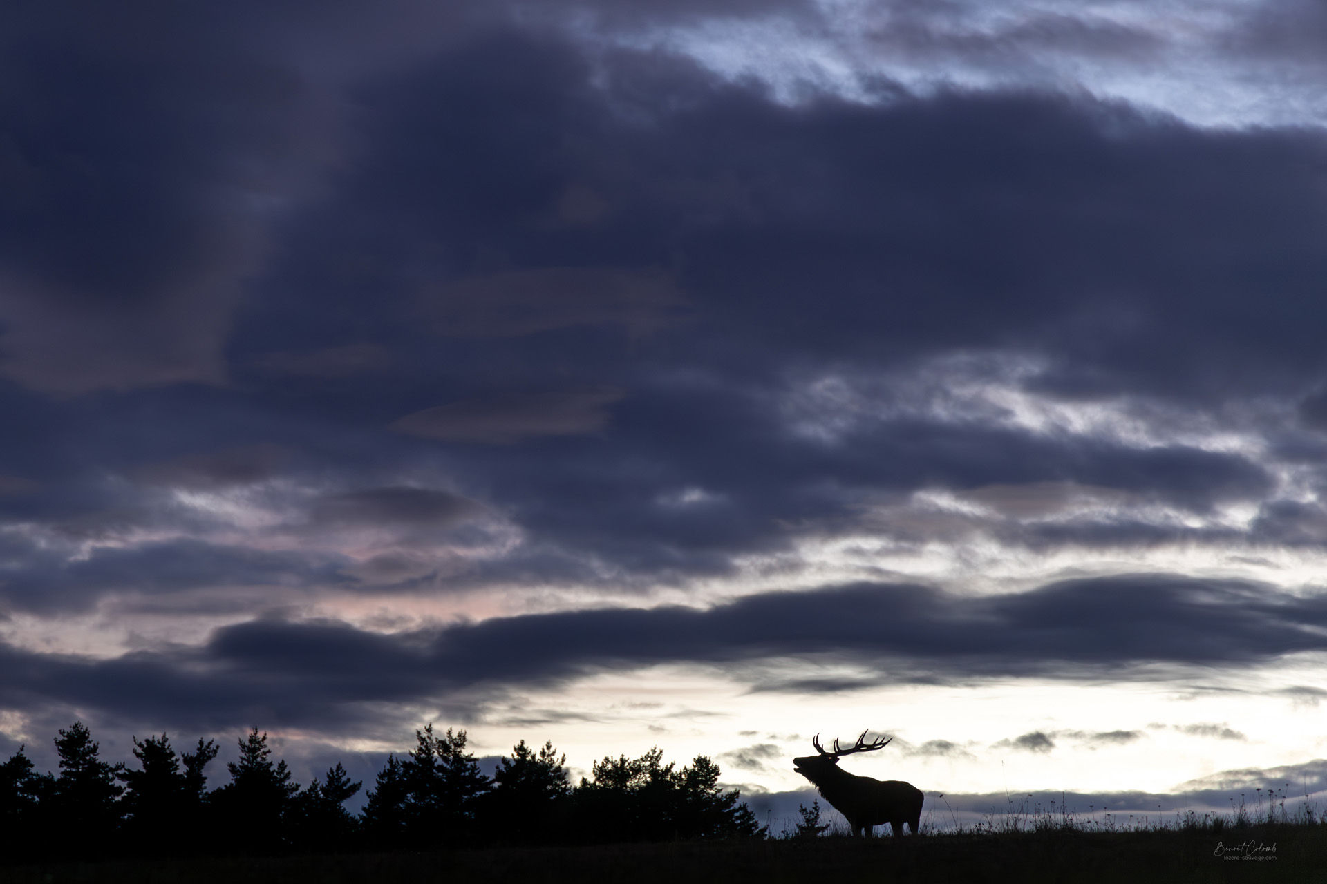 Brame au crépuscule