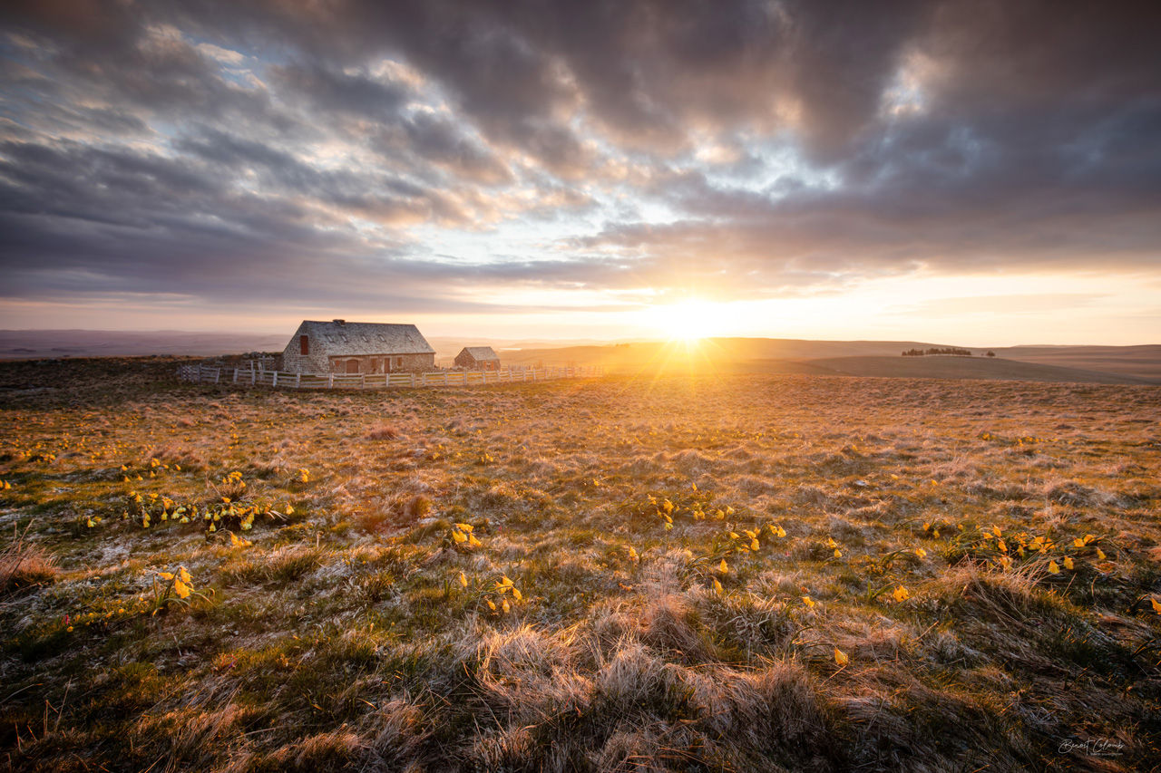 Trap sunrise jonquilles