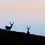 Miniature : Duo de cerfs
