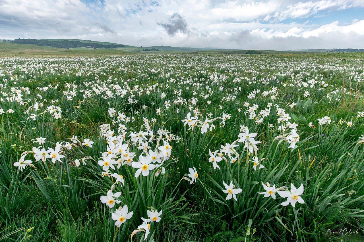Parterre de narcisses