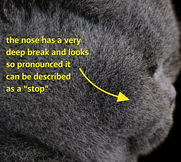 Profile of a BSH that is too "extreme!
