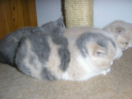 Essential Tips for Buying a Kitten From a Reputable Breeder