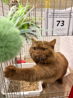How to Exhibit your pedigree BSH cat in a GCCF Cat Show.