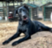 IMG_7334.jpeg