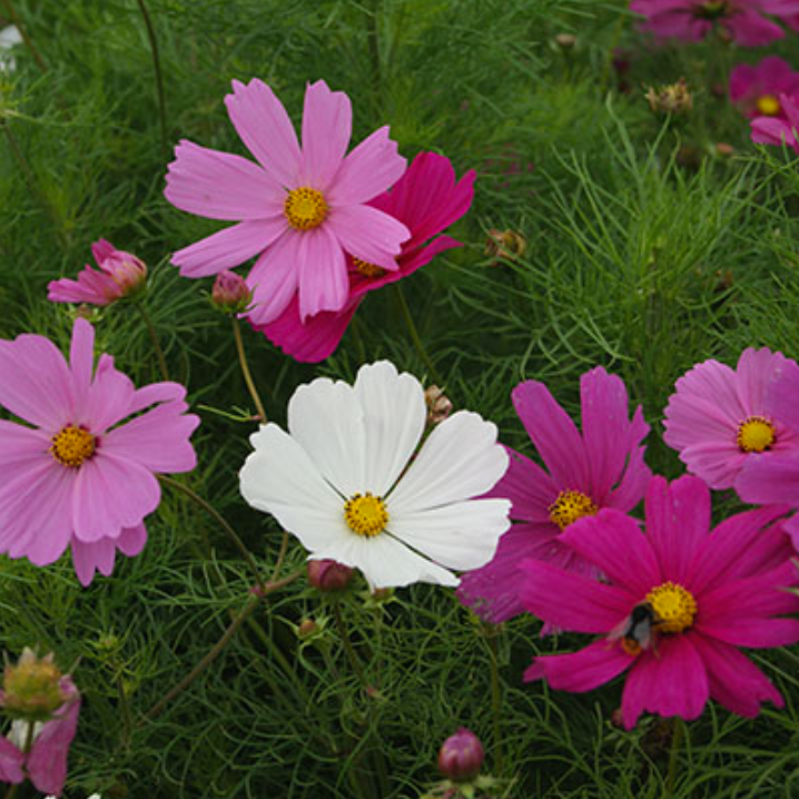 Thumbnail: zadenbox 'Pluktuin'