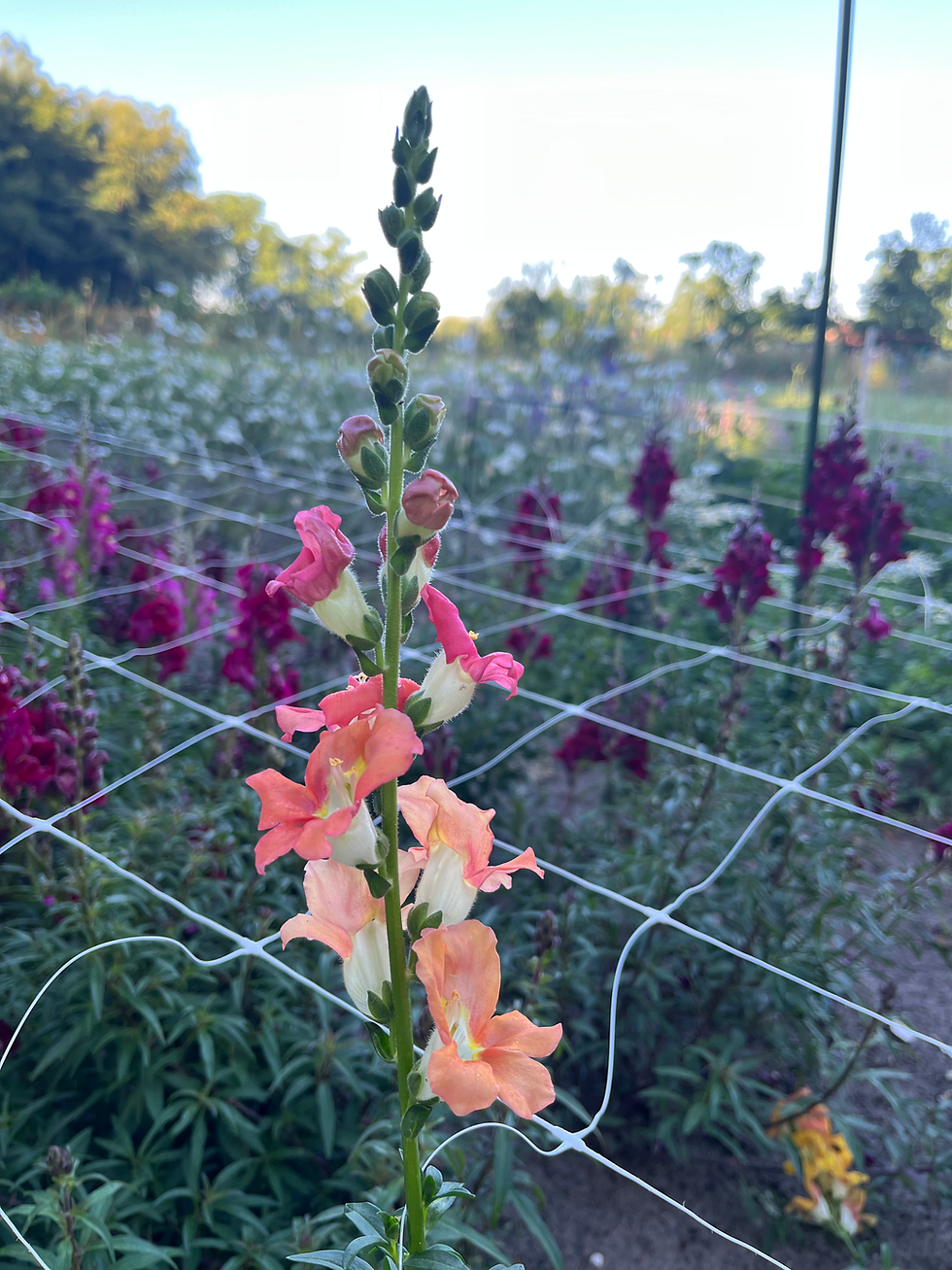 Thumbnail: anthirrinum majus - leeuwenbek