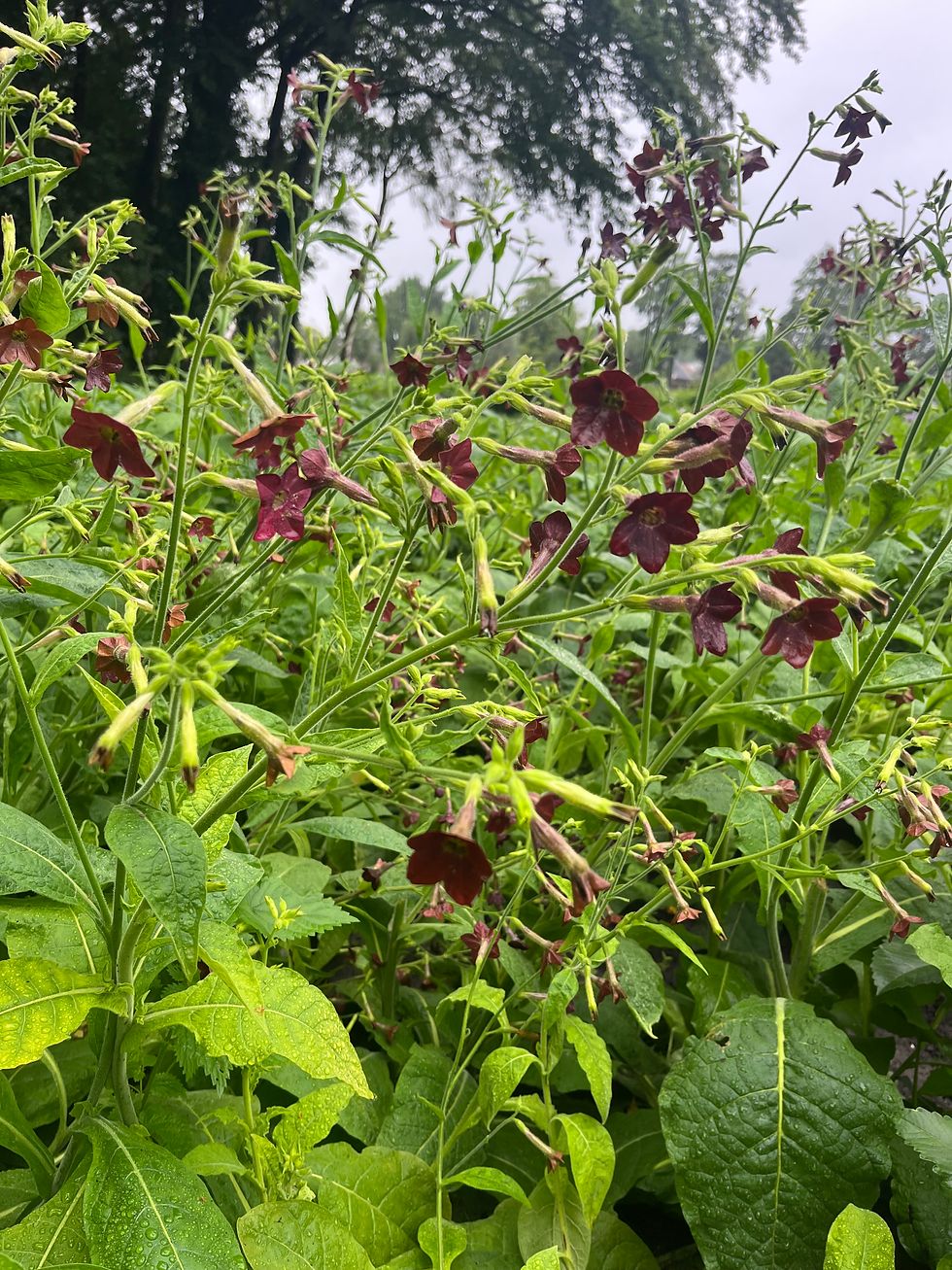 Thumbnail: nicotiana langsdorfii - tabaksbloem