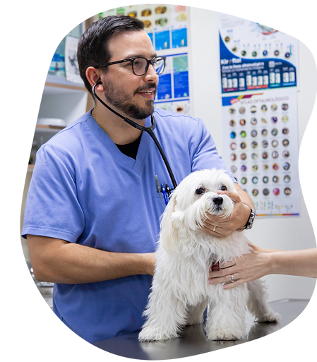 Doctor Veterinaria Mordisco Panamá